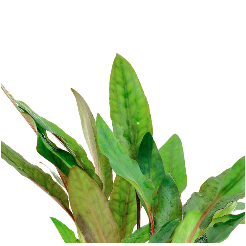 Cryptocoryne beckettii 'Petchii' Nr.7 potte - Maxi Zoo Danmark