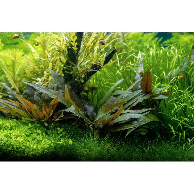 Cryptocoryne beckettii 'Petchii' Nr.7 potte - Maxi Zoo Danmark