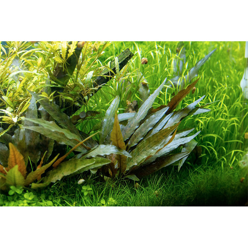 Cryptocoryne beckettii 'Petchii' Nr.7 potte - Maxi Zoo Danmark