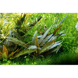 Cryptocoryne beckettii 'Petchii' Nr.7 potte - Maxi Zoo Danmark