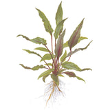 Cryptocoryne beckettii 'Petchii' Nr.7 potte - Maxi Zoo Danmark