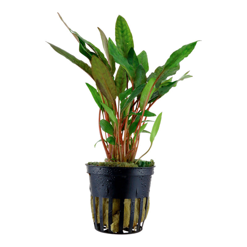 Cryptocoryne beckettii 'Petchii' Nr.7 potte - Maxi Zoo Danmark