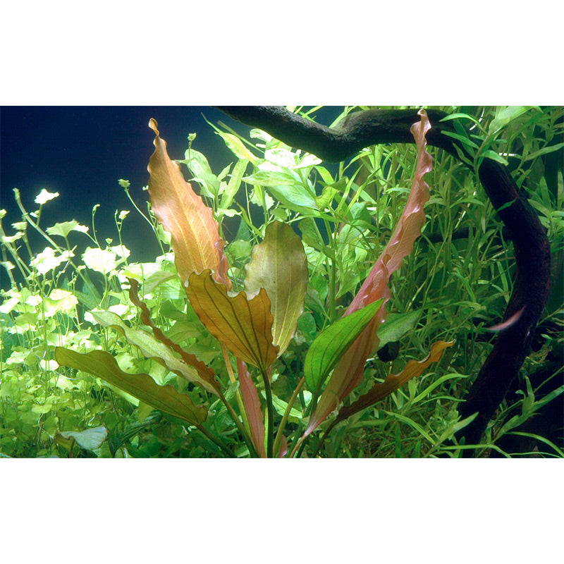 Echinodorus 'Rosé' Nr.8 ca. 25-40 cm - Maxi Zoo Danmark