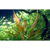 Echinodorus 'Rosé' Nr.8 ca. 25-40 cm - Maxi Zoo Danmark
