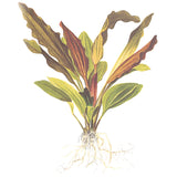 Echinodorus 'Rosé' Nr.8 ca. 25-40 cm - Maxi Zoo Danmark