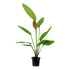 Echinodorus 'Rosé' Nr.8 ca. 25-40 cm - Maxi Zoo Danmark