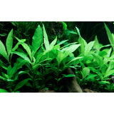 Hygrophila corymbosa 'Siamensis 53B' Nr.5 potte - Maxi Zoo Danmark