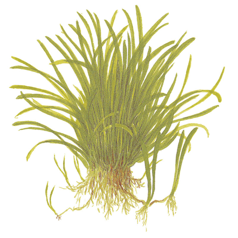 Lilaeopsis brasiliensis Nr.6 potte - Maxi Zoo Danmark