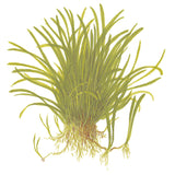 Lilaeopsis brasiliensis Nr.6 potte - Maxi Zoo Danmark