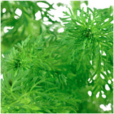 Limnophila sessiliflora Nr.6potte - Maxi Zoo Danmark