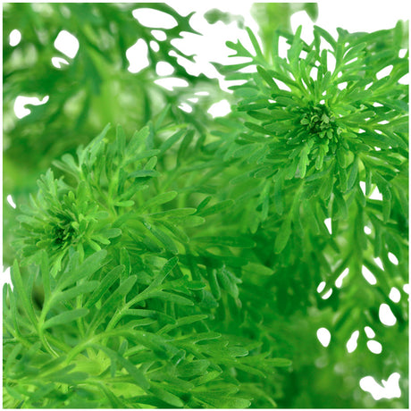 Limnophila sessiliflora Nr.6potte - Maxi Zoo Danmark