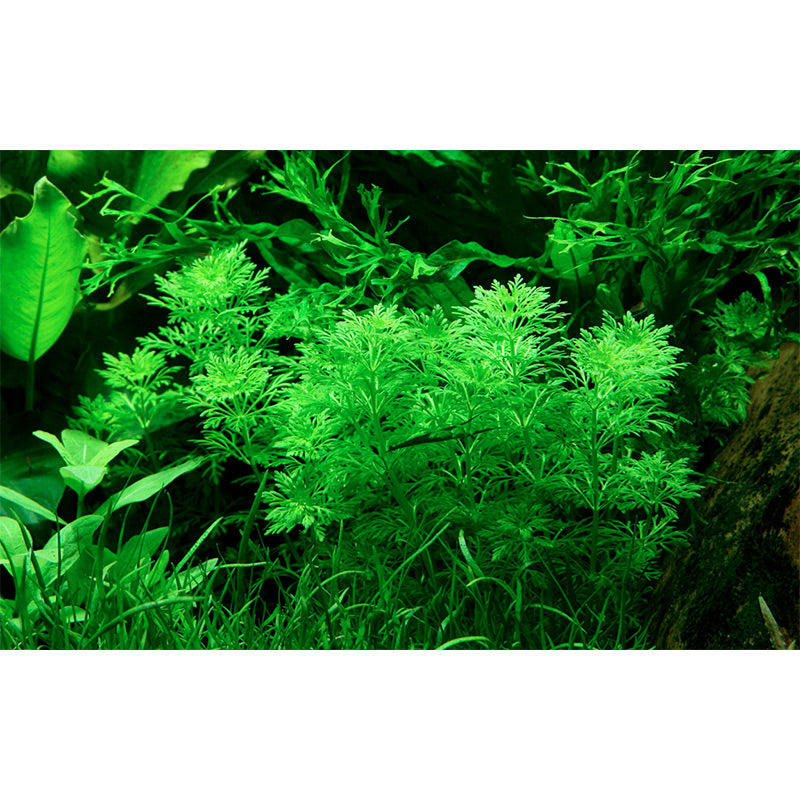 Limnophila sessiliflora Nr.6potte - Maxi Zoo Danmark