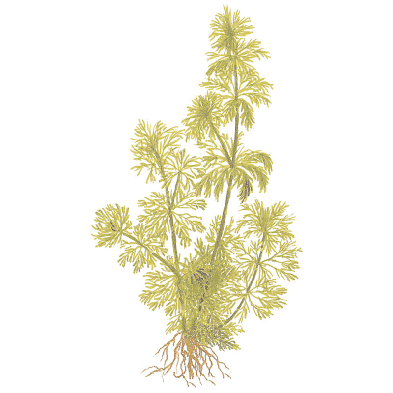 Limnophila sessiliflora Nr.6potte - Maxi Zoo Danmark