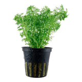 Limnophila sessiliflora Nr.6potte - Maxi Zoo Danmark