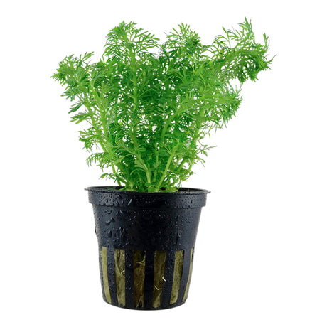 Limnophila sessiliflora Nr.6potte - Maxi Zoo Danmark