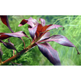 Ludwigia glandulosa Nr.5 potte - Maxi Zoo Danmark