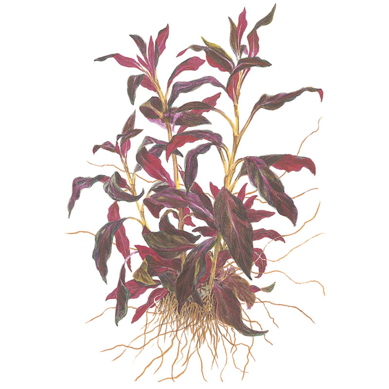 Ludwigia glandulosa Nr.5 potte - Maxi Zoo Danmark