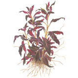 Ludwigia glandulosa Nr.5 potte - Maxi Zoo Danmark