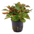 Ludwigia glandulosa Nr.5 potte - Maxi Zoo Danmark