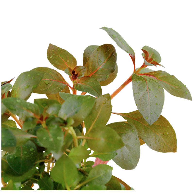 Ludwigia repens 'Rubin' Nr.7 potte - Maxi Zoo Danmark