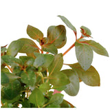 Ludwigia repens 'Rubin' Nr.7 potte - Maxi Zoo Danmark