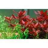 Ludwigia repens 'Rubin' Nr.7 potte - Maxi Zoo Danmark