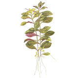 Ludwigia repens 'Rubin' Nr.7 potte - Maxi Zoo Danmark