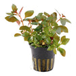 Ludwigia repens 'Rubin' Nr.7 potte - Maxi Zoo Danmark