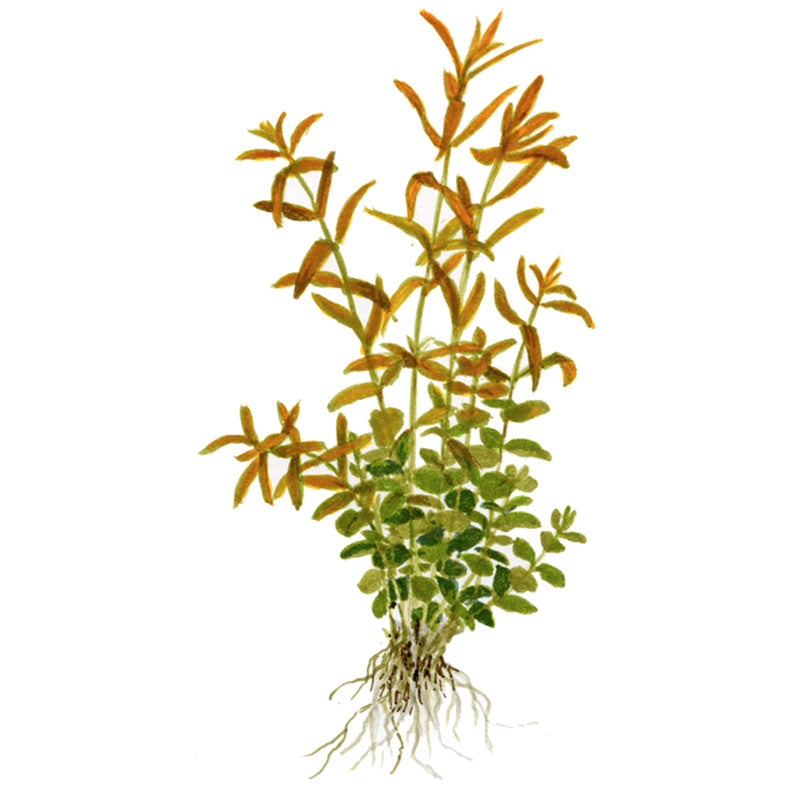 Rotala rotundifolia Nr.5potte - Maxi Zoo Danmark