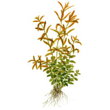 Rotala rotundifolia Nr.5potte - Maxi Zoo Danmark