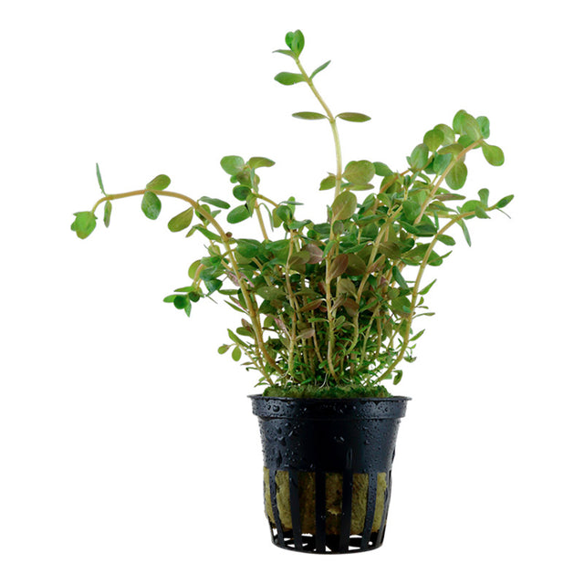 Rotala rotundifolia Nr.5potte - Maxi Zoo Danmark