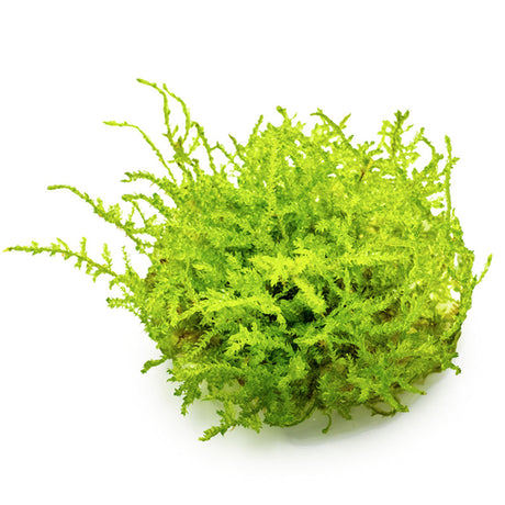 Vesicularia dubyana "Christmas Moss" Nr.8 1-2-Grow - Maxi Zoo Danmark