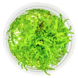Vesicularia dubyana "Christmas Moss" Nr.8 1-2-Grow - Maxi Zoo Danmark