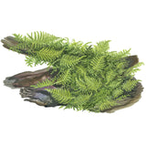 Vesicularia dubyana "Christmas Moss" Nr.8 1-2-Grow - Maxi Zoo Danmark