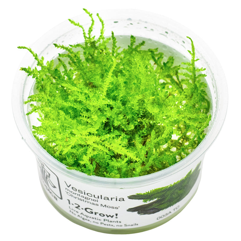 Vesicularia dubyana "Christmas Moss" Nr.8 1-2-Grow - Maxi Zoo Danmark