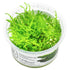 Vesicularia dubyana "Christmas Moss" Nr.8 1-2-Grow - Maxi Zoo Danmark