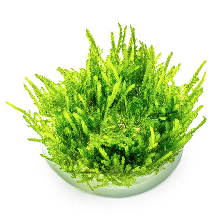 Vesicularia ferriei "Weeping Moss" Nr. 81-2-Grow - Maxi Zoo Danmark