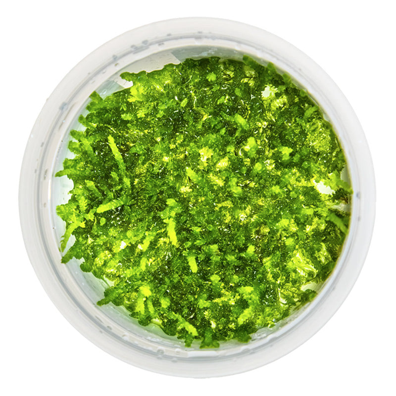 Vesicularia ferriei "Weeping Moss" Nr. 81-2-Grow - Maxi Zoo Danmark