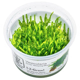 Vesicularia ferriei "Weeping Moss" Nr. 81-2-Grow - Maxi Zoo Danmark