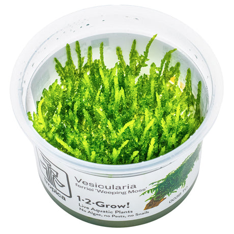 Vesicularia ferriei "Weeping Moss" Nr. 81-2-Grow - Maxi Zoo Danmark