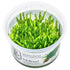 Vesicularia ferriei "Weeping Moss" Nr. 81-2-Grow - Maxi Zoo Danmark