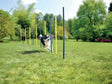 Agility slalom pinde 12 stk blå/gul - Maxi Zoo Danmark