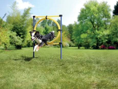 Agility-ring ca. 75x117 cm blå/gul - Maxi Zoo Danmark