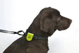 USB lygte Blinki Magnet optil 300 m synlighed gul - Maxi Zoo Danmark