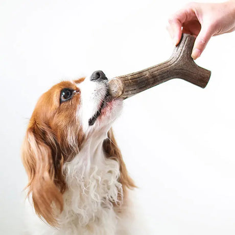 Maplestick medium - Maxi Zoo Danmark