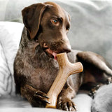 Maplestick large - Maxi Zoo Danmark