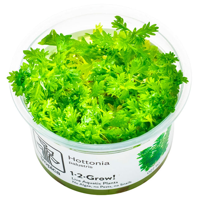 Hottonia Palustris Nr.8 1-2-Grow! - Maxi Zoo Danmark
