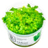 Hottonia Palustris Nr.8 1-2-Grow! - Maxi Zoo Danmark