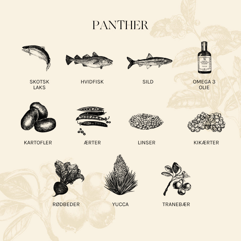 Adult The Panther, sterilised