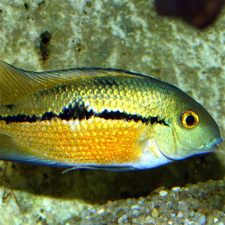 Pronovo Cichlid Granulatm 250 ml - Maxi Zoo Danmark